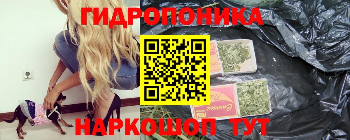 Конопля сатива Чайковский